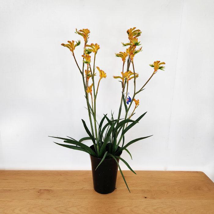 日本花キ流通 予約販売 カンガルーポー グロウ アニゴザントス 5号鉢