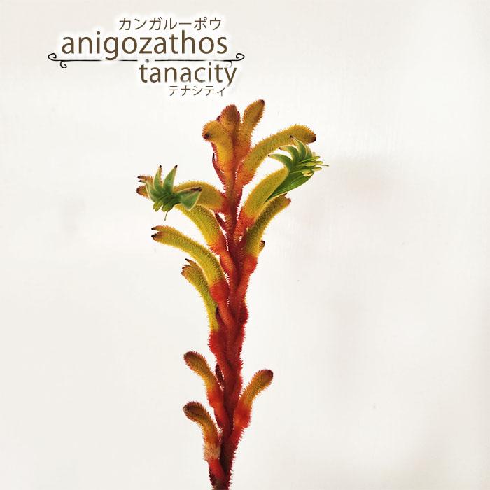 日本花キ流通 予約販売 カンガルーポー テナシティ アニゴザントス 5号