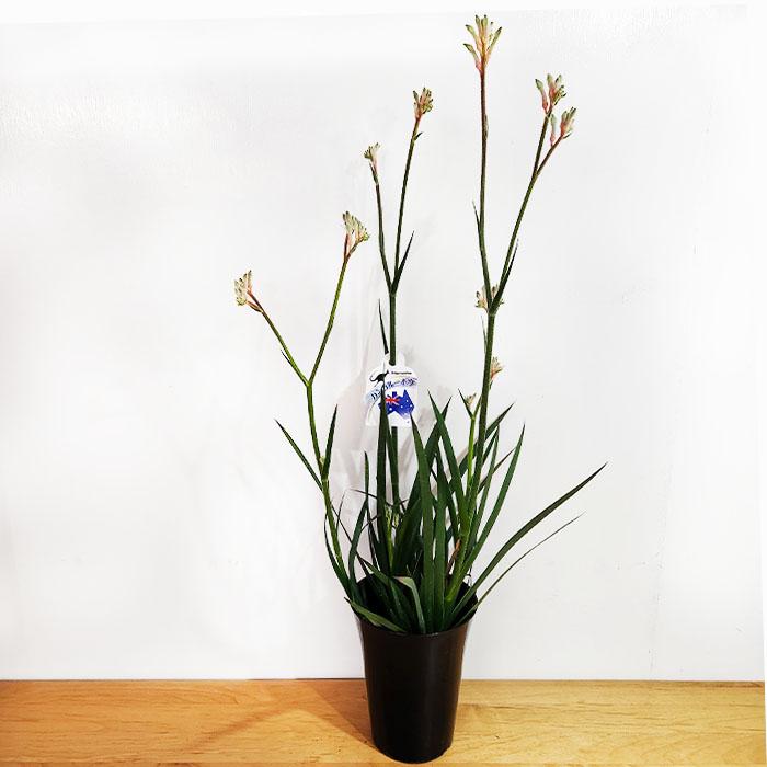 日本花キ流通 予約販売 カンガルーポー ダイヤモンド アニゴザントス 5