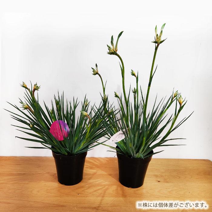 日本花キ流通 予約販売 カンガルーポー オージースピリット