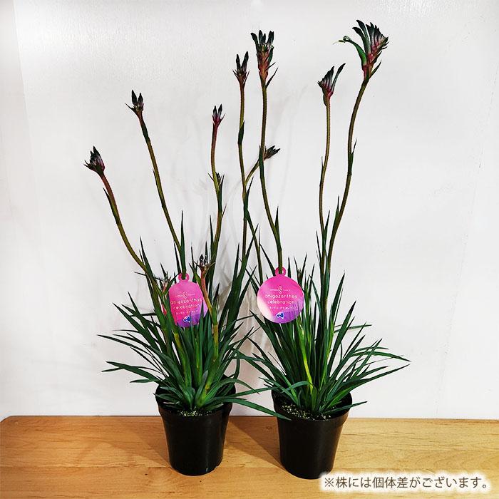 日本花キ流通 予約販売 カンガルーポー ファイヤーワークス