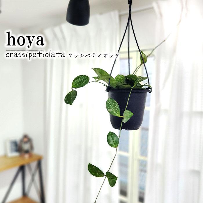 日本花キ流通 予約販売 観葉植物 ホヤ クラシペティオラタ 4号 吊り鉢