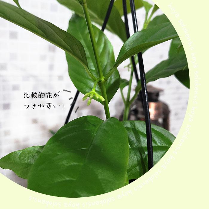 日本花キ流通 予約販売 観葉植物 ホヤ ソロケンシス 4号 吊り鉢 吊り