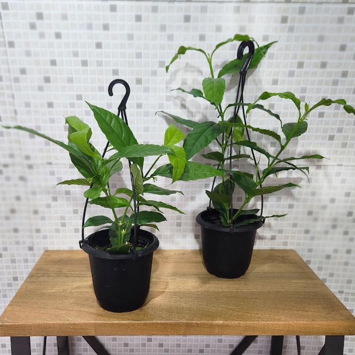 日本花キ流通 予約販売 観葉植物 ホヤ ソロケンシス 4号 吊り鉢 吊り