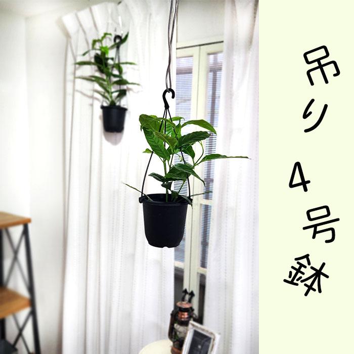 日本花キ流通 予約販売 観葉植物 ホヤ ソロケンシス 4号 吊り鉢 吊り