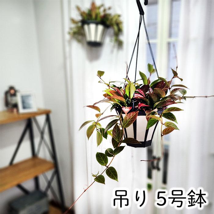 ホヤ　vitellinoides 吊り鉢他3点 ホヤ vitellinoides 吊り鉢他3点 楽天市場】ホヤ 吊り鉢の通販