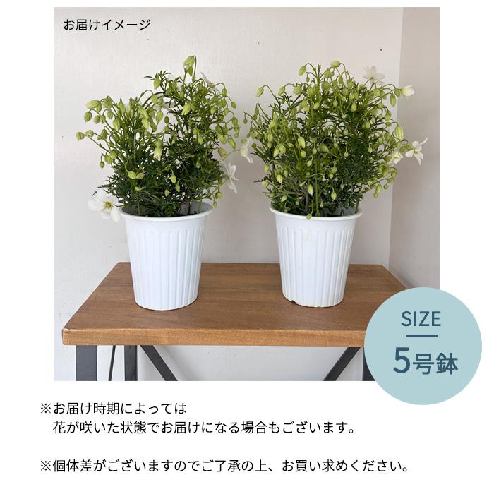 マ*ス様 切花用品種　レア超人気挿し木大苗5号鉢 日本花キ流通 クレマチス カートマニージョー 5号鉢 送料無料 ギフト