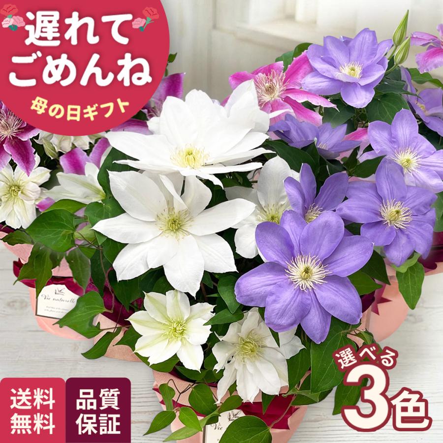 母の日 ギフト 花 選べる クレマチス 2色植え 3パターン 5号鉢 送料無料 母の日 プレゼント 鉢植え 日本花キ流通（Yahoo!・フラワーネット日本花キ流通）