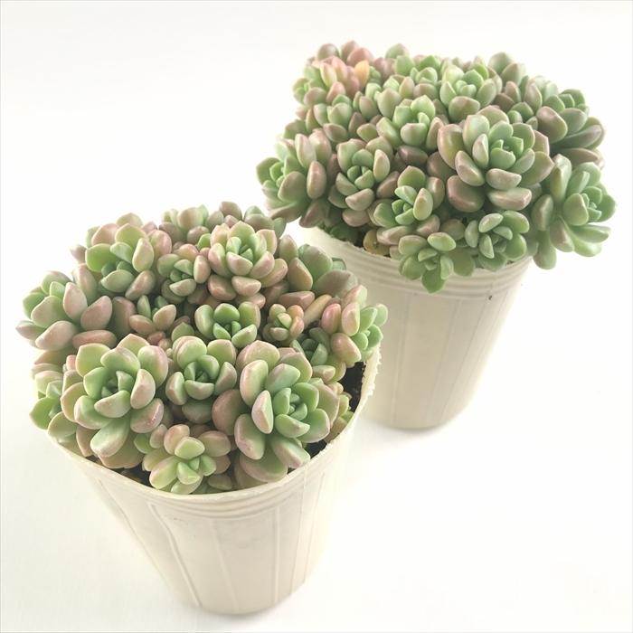 日本花キ流通 多肉植物 sbグラプトセダム ばらまきスプリング 日本花キ流通 多肉植物 sbグラプトセダム ばらまきスプリング