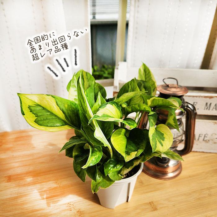 日本花キ流通 観葉植物 ポトス エメラルド 3.5号鉢 観葉植物 小型