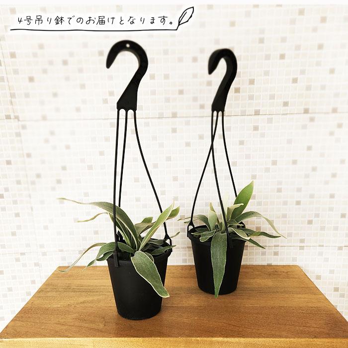 日本花キ流通 観葉植物 コウモリラン ビカクシダ ビーチー 4号 吊り鉢