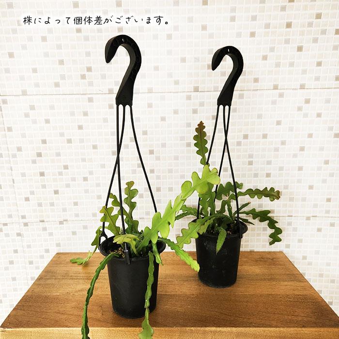 日本花キ流通 観葉植物 セレニケレウス アンソニーアナス 3.5号 吊り鉢