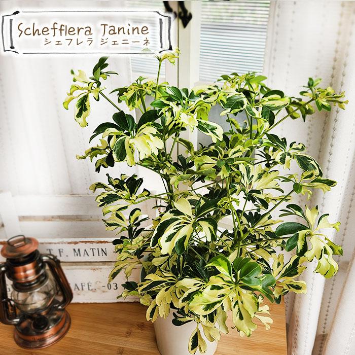 日本花キ流通 観葉植物 シェフレラ ジェニーネ 5号鉢 シェフレラ