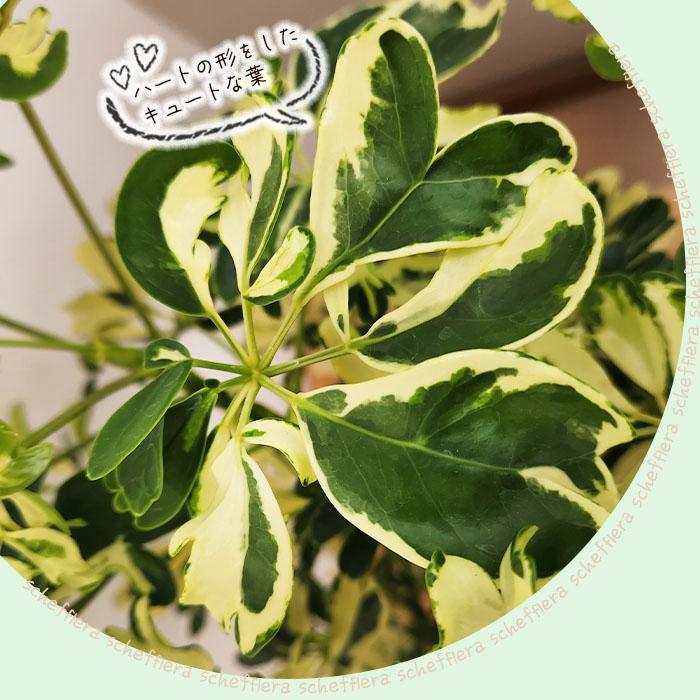 日本花キ流通 観葉植物 シェフレラ ジェニーネ 5号鉢 シェフレラ