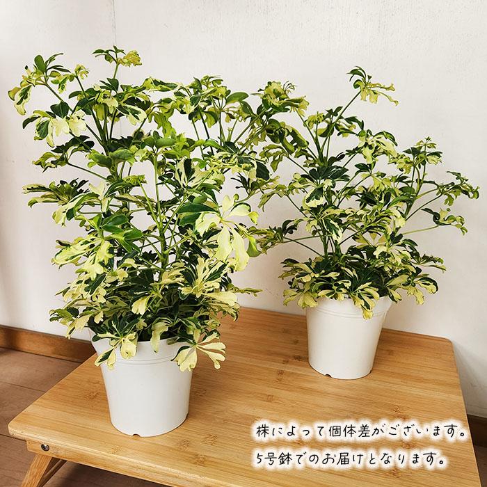 日本花キ流通 観葉植物 シェフレラ ジェニーネ 5号鉢 シェフレラ