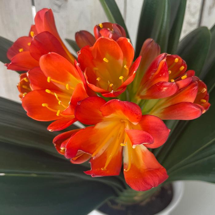 日本花キ流通 君子蘭 紅陽 5号鉢 花芽付き クンシラン 鉢植え 鉢花 bjf