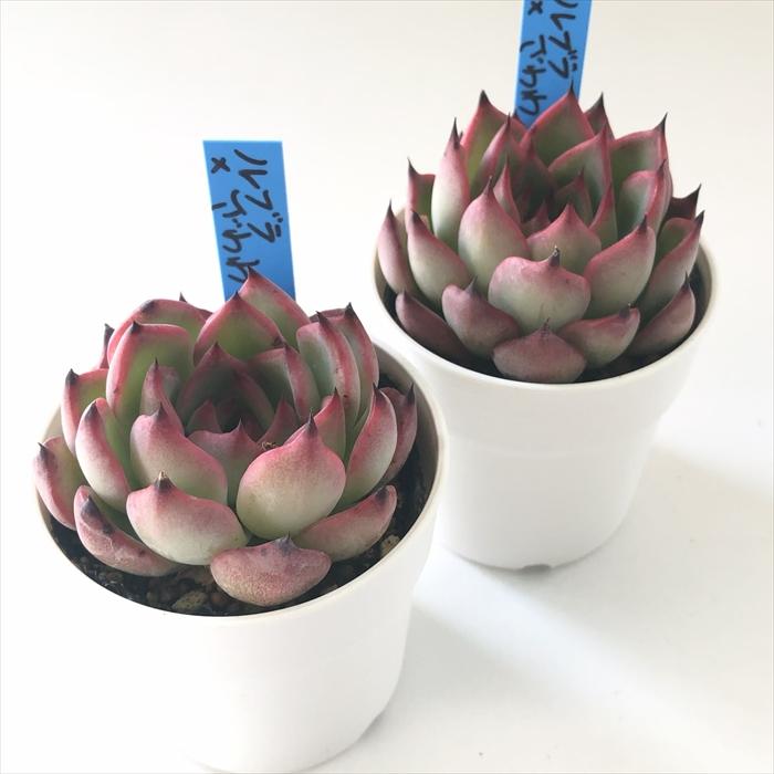 多肉植物 oriエケベリア ルブラ×ざわわ1 おらいさん苗 送料無料