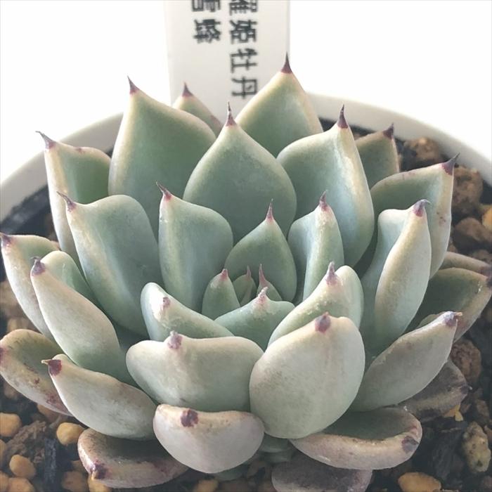 多肉植物 yukエケベリア 沙羅姫牡丹×雪蜂 優木園さんの苗 送料無料