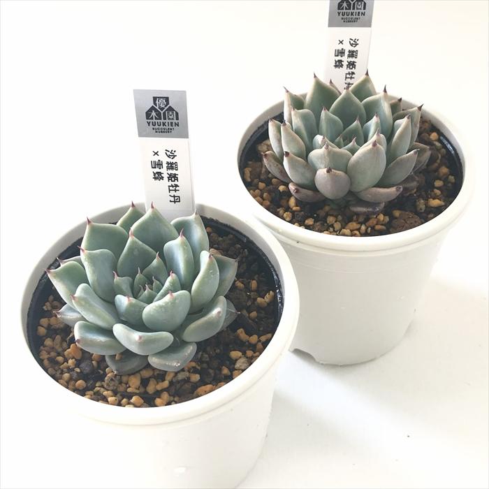 多肉植物 yukエケベリア 沙羅姫牡丹×雪蜂 優木園さんの苗 送料無料
