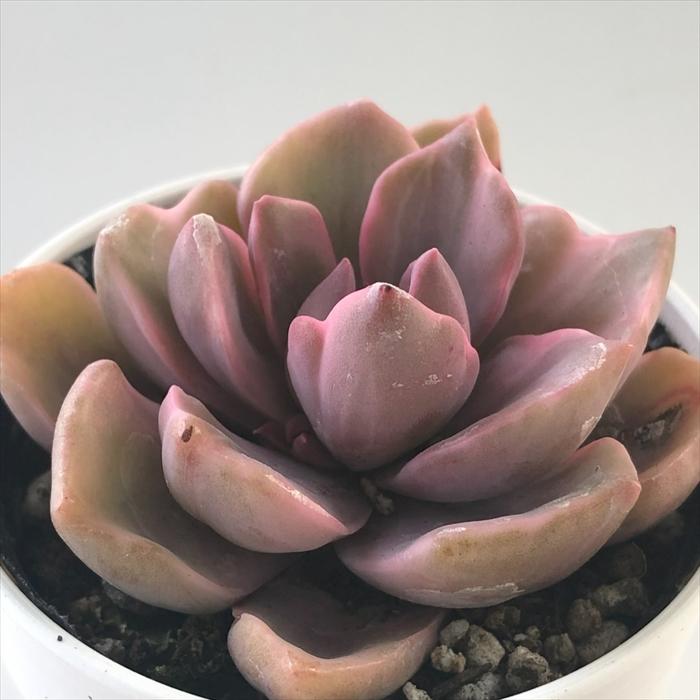 日本花キ流通 多肉植物 hmエケベリア リチャード錦 多肉植物