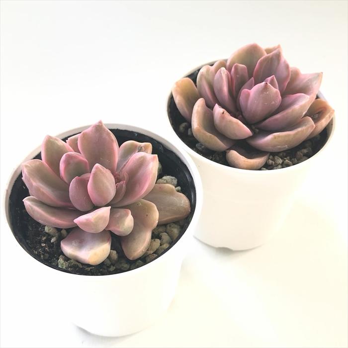 日本花キ流通 多肉植物 hmエケベリア リチャード錦 多肉植物
