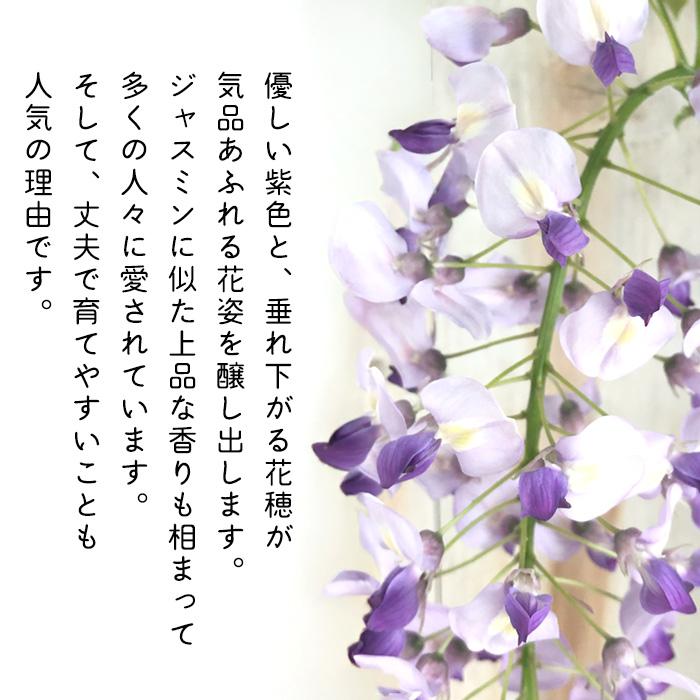 日本花キ流通 予約販売 一才ふじ 5号鉢 送料無料 一才藤 いっさいふじ