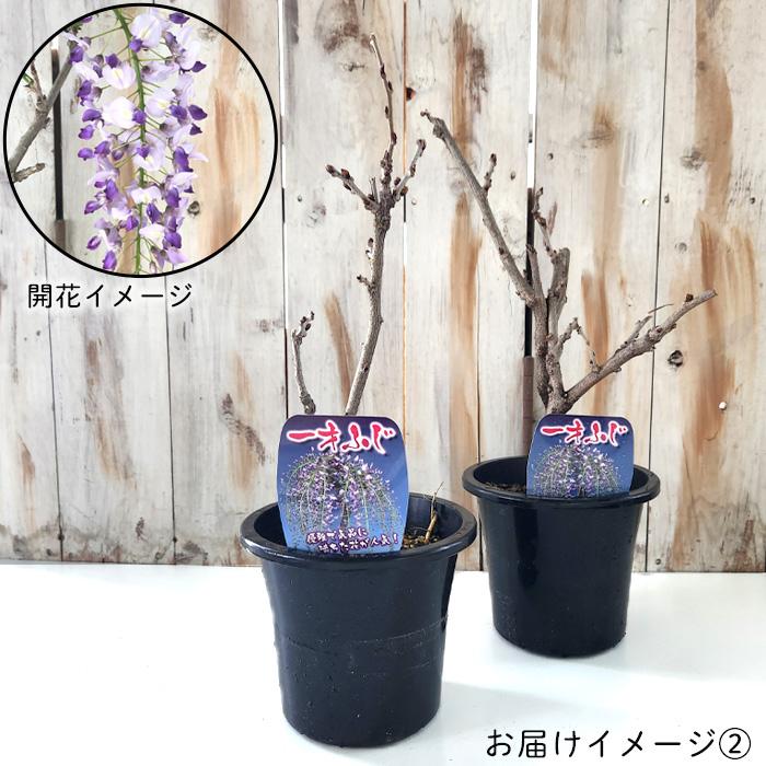 日本花キ流通 一才ふじ 5号鉢 送料無料 一才藤 いっさいふじ 日本花キ流通 一才ふじ 5号鉢 送料無料 一才藤 いっさいふじ