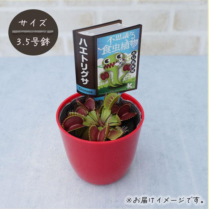 日本花キ流通 予約販売 不思議な食虫植物 ハエトリグサ 3.5号鉢 食虫