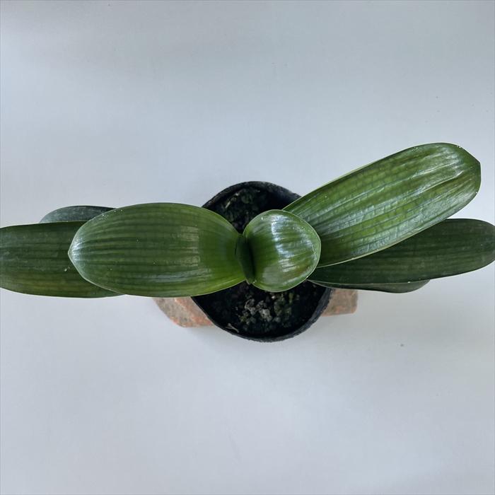 日本花キ流通 予約販売 君子蘭 悠久 アースカラー君子蘭 5号鉢 2年生