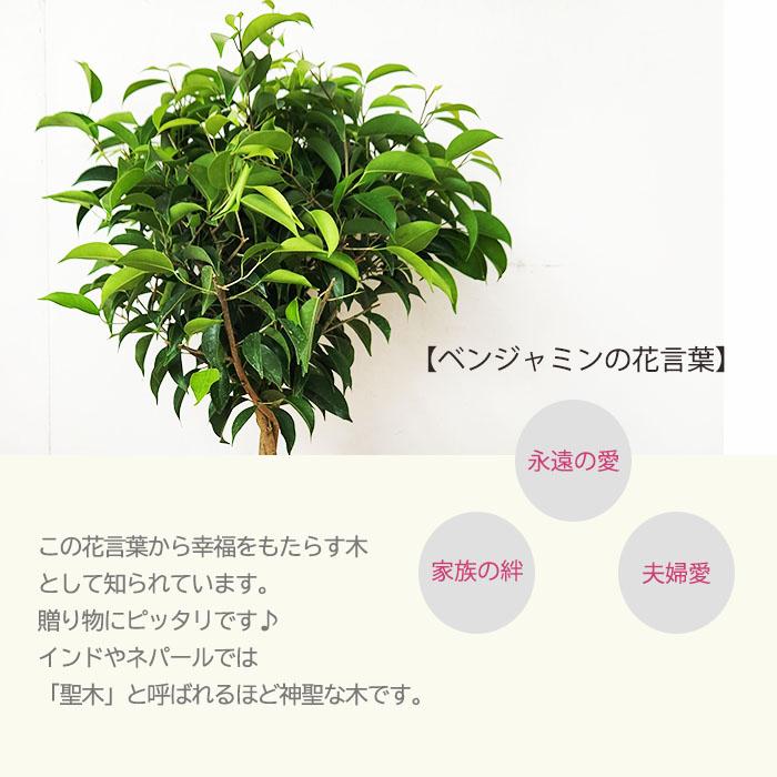 日本花キ流通 観葉植物 フィカス ベンジャミン 6号鉢 ベンジャミナ