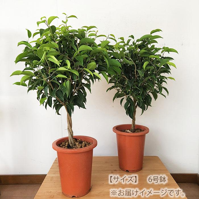 日本花キ流通 観葉植物 フィカス ベンジャミン 6号鉢 ベンジャミナ