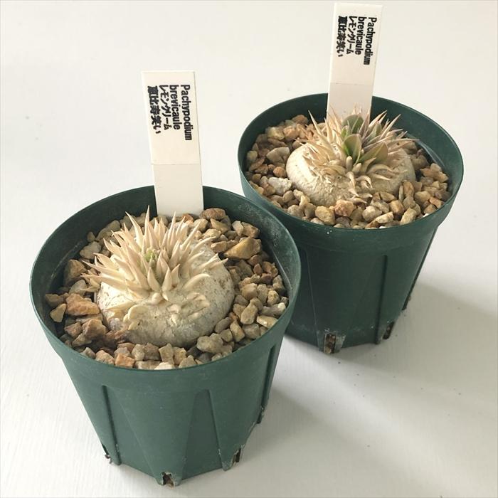 日本花キ流通 多肉植物 caパキポディウム 恵比寿笑い ブレビカウレ