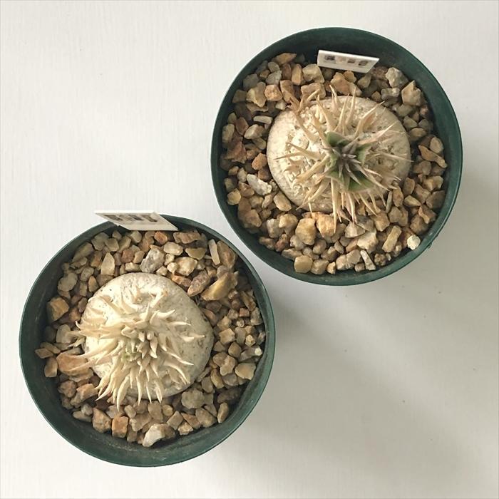 日本花キ流通 多肉植物 caパキポディウム 恵比寿笑い ブレビカウレ