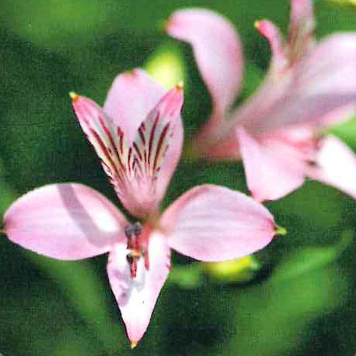 アルストロメリア 苗 リグツリグツ 10.5cmポット 三宅花卉園 宿根草