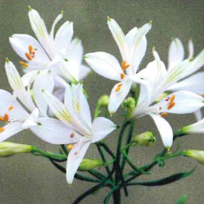 アルストロメリア 苗 リグツ アイスホワイト 10.5cmポット 三宅花卉園