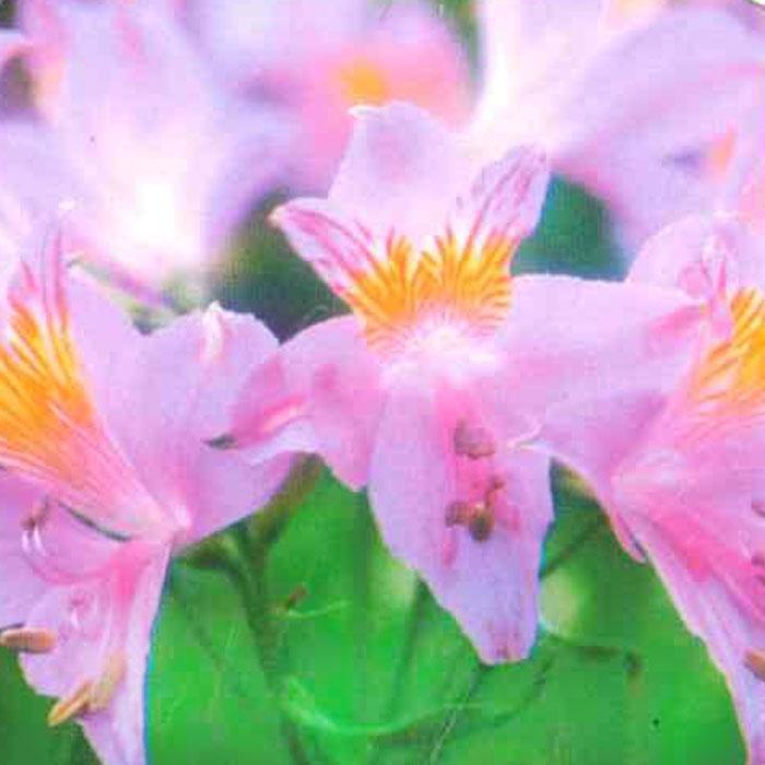 アルストロメリア 苗 インカルナータ 10.5cmポット 三宅花卉園 宿根草