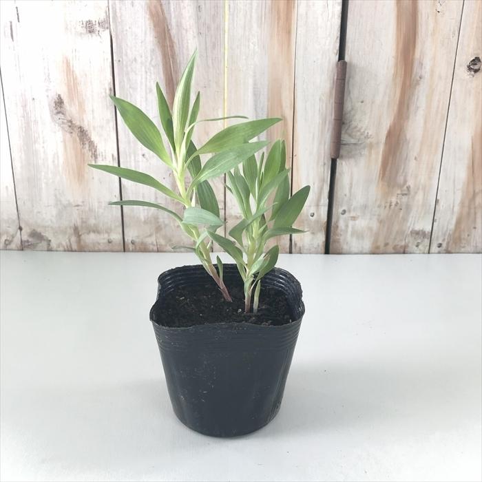 アルストロメリア 苗 インカルナータ 10.5cmポット 三宅花卉園 宿根草