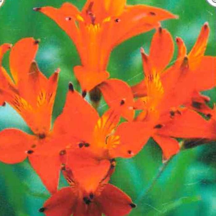 アルストロメリア 苗 リグツ シムシー 10.5cmポット 三宅花卉園 宿根草