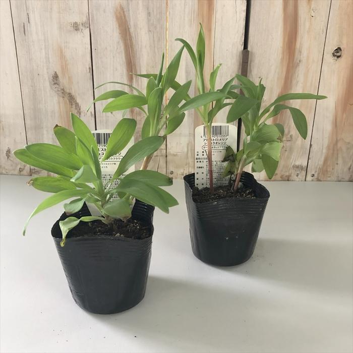 アルストロメリア 苗 ショコラオレンジ スポットレス 10.5cmポット