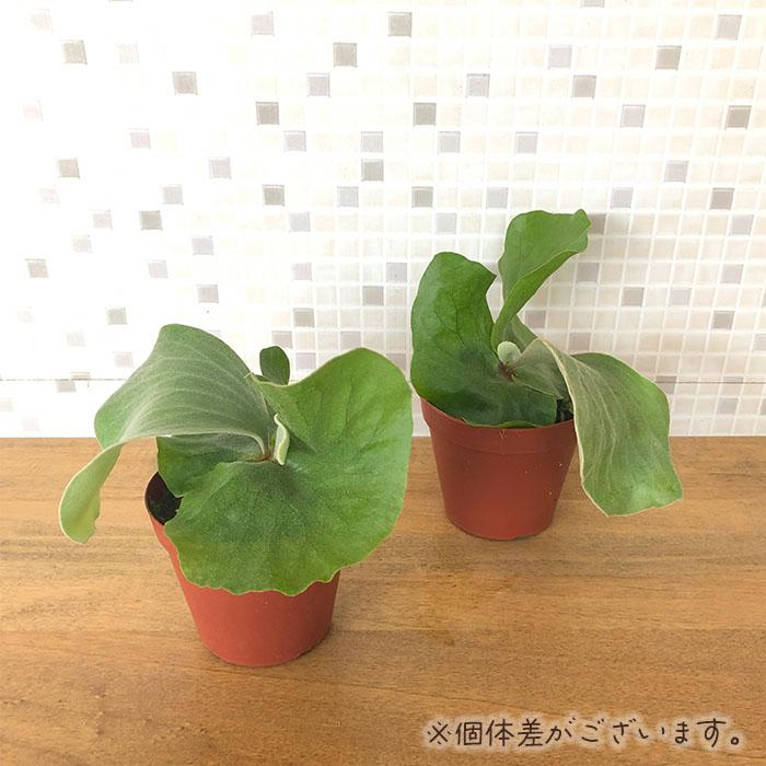 日本花キ流通 観葉植物 コウモリラン ビカクシダ エレファントティス