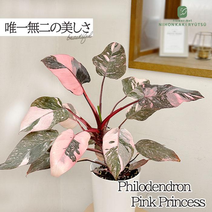 日本花キ流通 観葉植物 フィロデンドロン ピンクプリンセス 5号鉢 送料