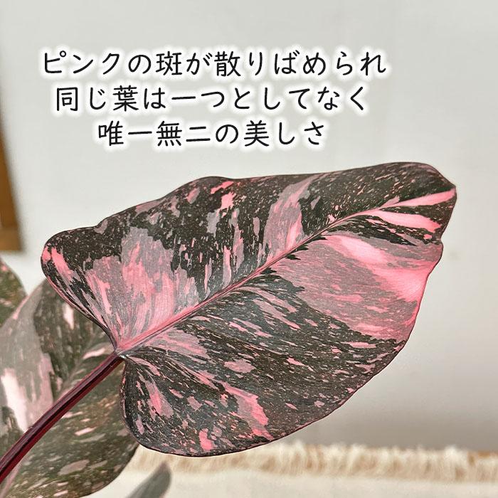 日本花キ流通 観葉植物 フィロデンドロン ピンクプリンセス 5号鉢 送料