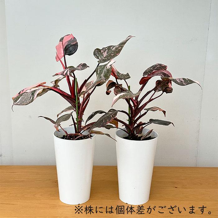 日本花キ流通 観葉植物 フィロデンドロン ピンクプリンセス 5号鉢 送料