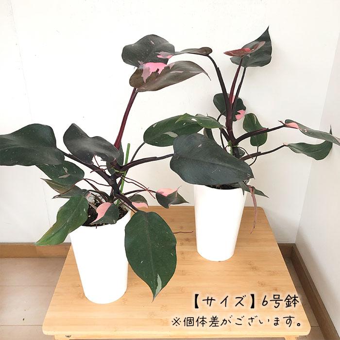 日本花キ流通 観葉植物 フィロデンドロン ピンクプリンセス 6号 日本花キ流通 観葉植物 フィロデンドロン ピンクプリンセス 6号