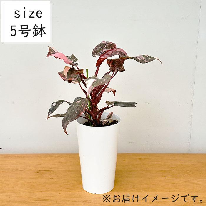 日本花キ流通 観葉植物 フィロデンドロン ピンクプリンセス 5号鉢 送料