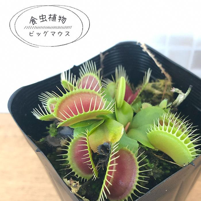 とも　ハエトリソウ　ガガイモ とも ハエトリソウ ガガイモ 楽天市場】【食虫植物