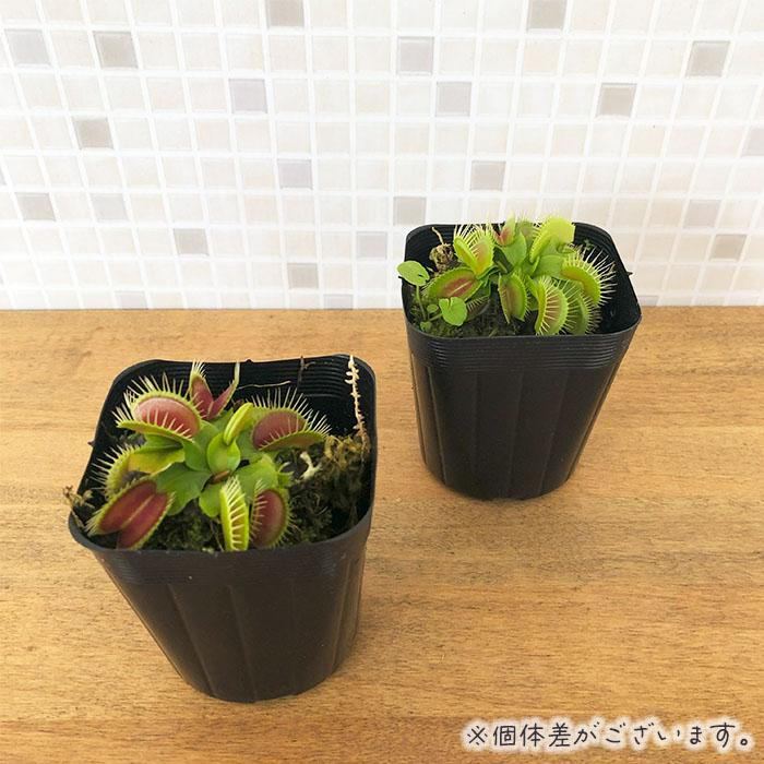 食虫植物 ハエトリソウ セット 日本花キ流通 食虫植物 ハエトリソウ ビッグマウス 7.5cmポット