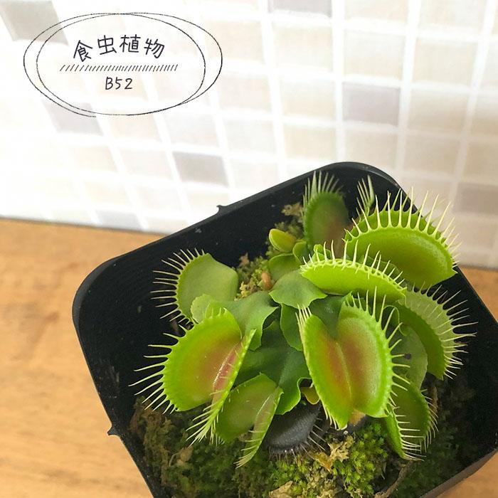 日本花キ流通 食虫植物 ハエトリソウ B52 7.5cmポット ハエトリグサ