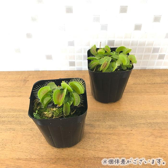 日本花キ流通 食虫植物 ハエトリソウ B52 7.5cmポット ハエトリグサ