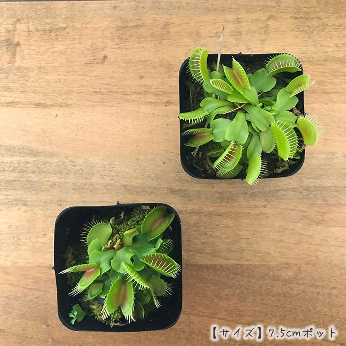 食虫植物　ハエトリソウ Biohazard 2 CK 食虫植物 ハエトリソウ Biohazard 2 CK - メルカリ